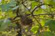 bird nest in the tree