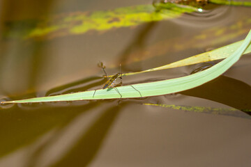 Wall Mural - Gerris lacustris, the common pond skater, the common water strider