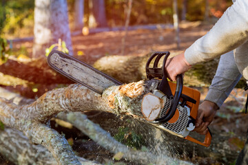 Wall Mural - It is after hurricane that woodcutter saws down trees in forest with hand chainsaw