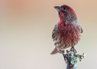 Sticker - Purple Finch Perched