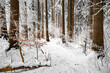 canvas print picture - Winter, Wald, Bäume, Schnee, kalt
