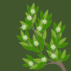 Wall Mural - A sprig of star anise with flowers on a green background.