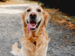 Sticker - Golden retriever dog outdoors