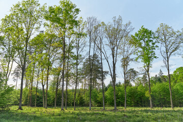  Springtime green forest. European greenwood in Polish countryside.             