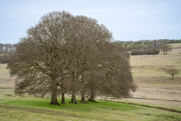 Wall Mural -  a row of five winter beech trees (Fagus sylvatica)