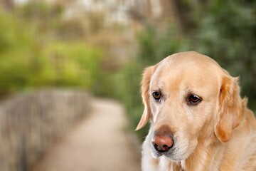 Canvas Print - Cute young smart dog pet posing