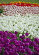 kolorowe Tulipany - wiosna - spring	(tulipa)