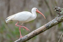 White Ibis In Florida