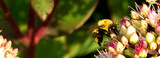 Fototapeta Dmuchawce - Bumblebee and flower with copy space.