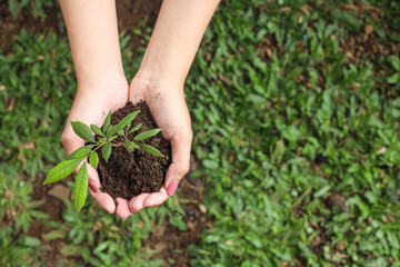 Top view of close up hands holding young plant against green grass background. Earth day concept with copy space. 