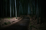 Fototapeta Bambus - 竹林の散歩道