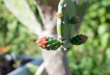 Prickly Pear Buds, Nopales Cactus Buds. Cactus Flowering. Edible Cactus