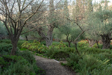 Garden Of Gethsemane - Mt. Of Olives