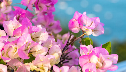  Flowers background. Beautiful nature scene with blooming flowers in sun flare. Summer flowers. Summer background. Full Frame Shot Of Colorful Flowers