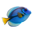 blue tang fish (ocean marine animal) isolated on transparent background cutout