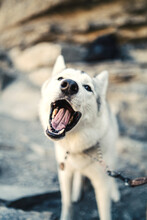 Playful Husky Closeup With Mouth Open