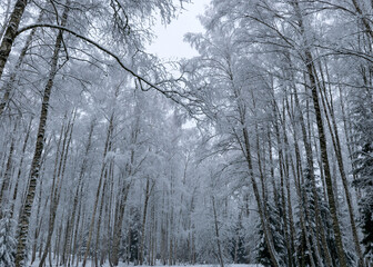 Wall Mural - snow blanket covers branches of trees and bushes, foggy and grainy snow fall background