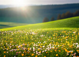 Fototapeta Natura - Beautiful natural spring summer landscape of a flowering meadow in a hilly area on a bright sunny day. Many flowers in a field in green grass. Small zone of sharpness.