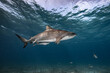 © Patrick Masse - her majesty tiger shark