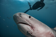 Free Dive With The Tiger Shark