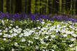 Anemones in spring forest