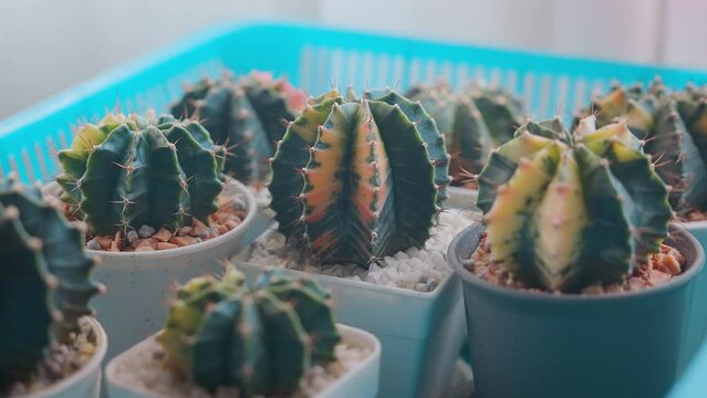 Fototapete - Small decoration cactus pot on table