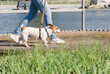 Active woman walking with dog on pier on bright sunny spring day