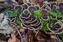 A Multicolored Tinder Fungus, Trametes Versicolor, On Dead Mossy Beech Wood In A Forest