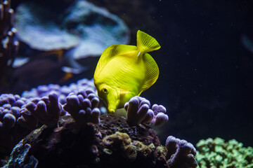 Wall Mural - Gelber Segelflossendoktorfisch im Aquarium