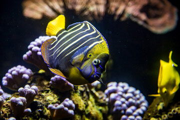 Wall Mural - Gelbschwanz-Kaiserfisch schwimmt durch belebtes Aquarium