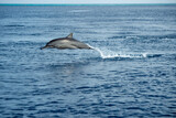 Fototapeta Morze - jumping dolphins