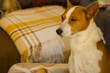 Indoor portrait of sleepy basenji dog