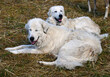 weiße Herdenschutzhunde
