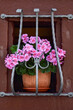 pink geranium flowers in the window
