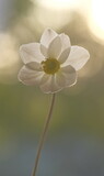 Fototapeta Kwiaty - White anemone in the sun on a blurred background.