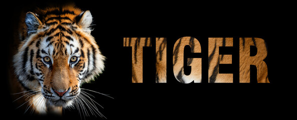 Canvas Print - Portrait of tiger with a name on a dark background. The text is from her fur