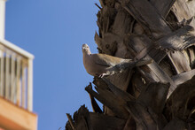 Collared Dove On A Palm Tree