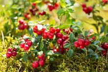 Bush Of Wild Ripe Cowberry Or Lingonberry In A Forest
