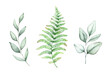 Green eucalyptus leaves and fern branches.
