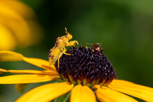 Ambush Bug On Yellow Flower. Concept Of Insect And Wildlife Conservation, Habitat Preservation, And Backyard Flower Garden