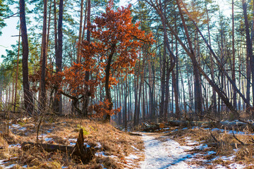 Wall Mural - Early spring in the forest.