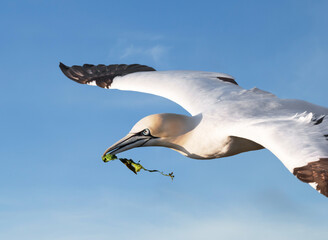 Wall Mural - close up of a northern gannet in flight with nesting material