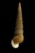 Close-up Of Seashell Against Black Background