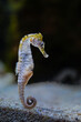 © Unai - hippocampus ingens yellow color