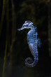 © Unai - Transparent hippocampus ingens swimming