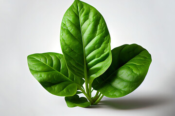 Wall Mural - Single Spinach leaf isolated on white background