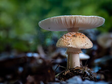 Blusher Mushroom (Amanita Rubescens), Edible Mushroom