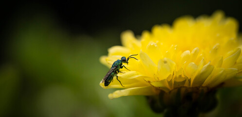 Wall Mural - incredibly beautiful, bright wasp-glistening on a yellow chrysanthemum