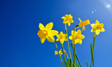 Narcissus On A Blue Sky Background.Yellow Daffodils Spring Flowers.Springtime Concept For Design With Copy Space.Selective Focus.