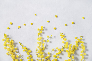 Wall Mural - A branch of yellow mimosa flowers on a white background. Concept of 8 March, happy women's day. Top view